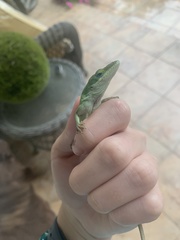 Anolis carolinensis
