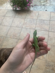 Anolis carolinensis