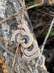 Trametes versicolor image