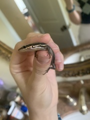 Plestiodon fasciatus