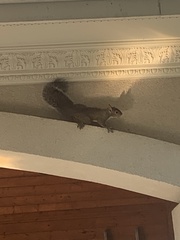 Sciurus carolinensis