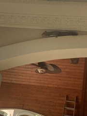 Sciurus carolinensis