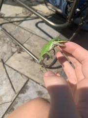 Anolis carolinensis