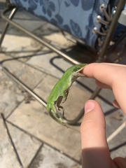 Anolis carolinensis