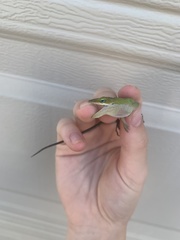 Anolis carolinensis