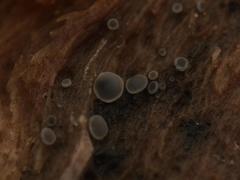 Orbiliomycetes