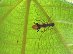 Gnomidolon elegantulum