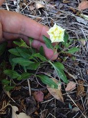 Chamaesaracha edwardsiana