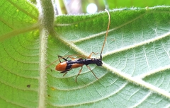 Gnomidolon elegantulum