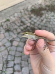 Anolis carolinensis