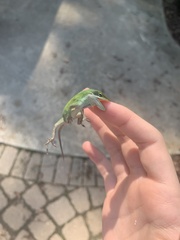 Anolis carolinensis