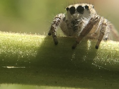 Habronattus hirsutus