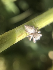 Habronattus hirsutus