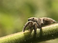 Habronattus hirsutus