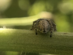 Habronattus hirsutus