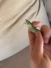 Anolis carolinensis