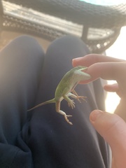 Anolis carolinensis