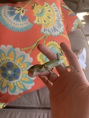 Anolis carolinensis