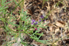 Lupinus truncatus