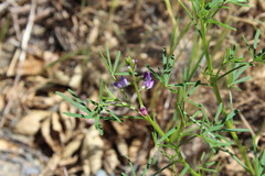 Lupinus truncatus