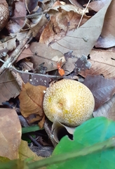 Rhynocoris nitidulus