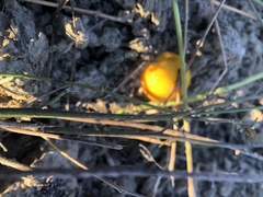 Cucumis melo agrestis