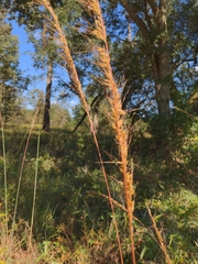 Sorghastrum secundum