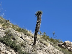 Yucca torreyi