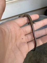 Scincella lateralis