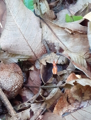 Rhynocoris nitidulus