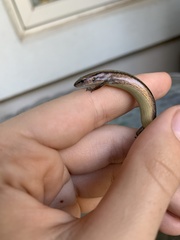 Scincella lateralis