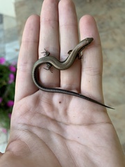 Scincella lateralis