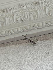 Stagmomantis carolina