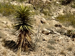 Yucca faxoniana
