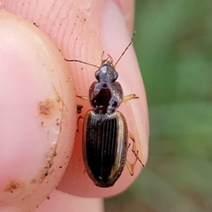 Agonum pallipes