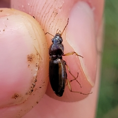Agonum pallipes