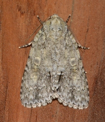 Acronicta immodica