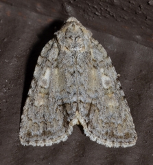 Acronicta immodica