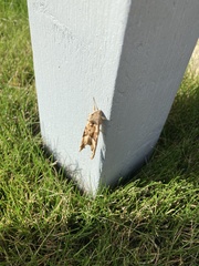 Phlogophora meticulosa