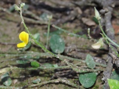 Crotalaria prostrata