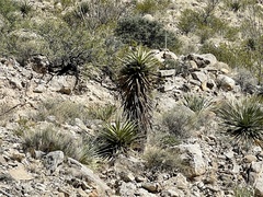 Yucca torreyi
