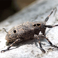 Mesosa curculionoides