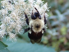Bombus bimaculatus