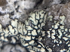 Rhizoplaca subdiscrepans