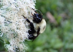 Bombus bimaculatus