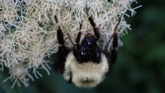 Bombus bimaculatus