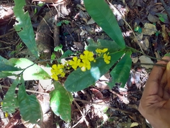 Ochnaceae