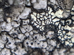 Rhizoplaca subdiscrepans