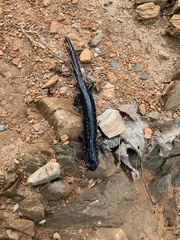 Plethodon glutinosus
