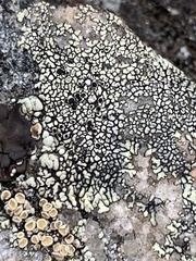 Rhizoplaca subdiscrepans